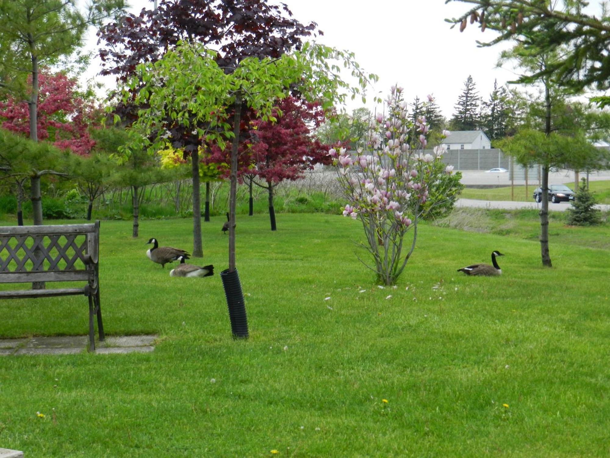 Capri Inn Saint Catharines ภายนอก รูปภาพ